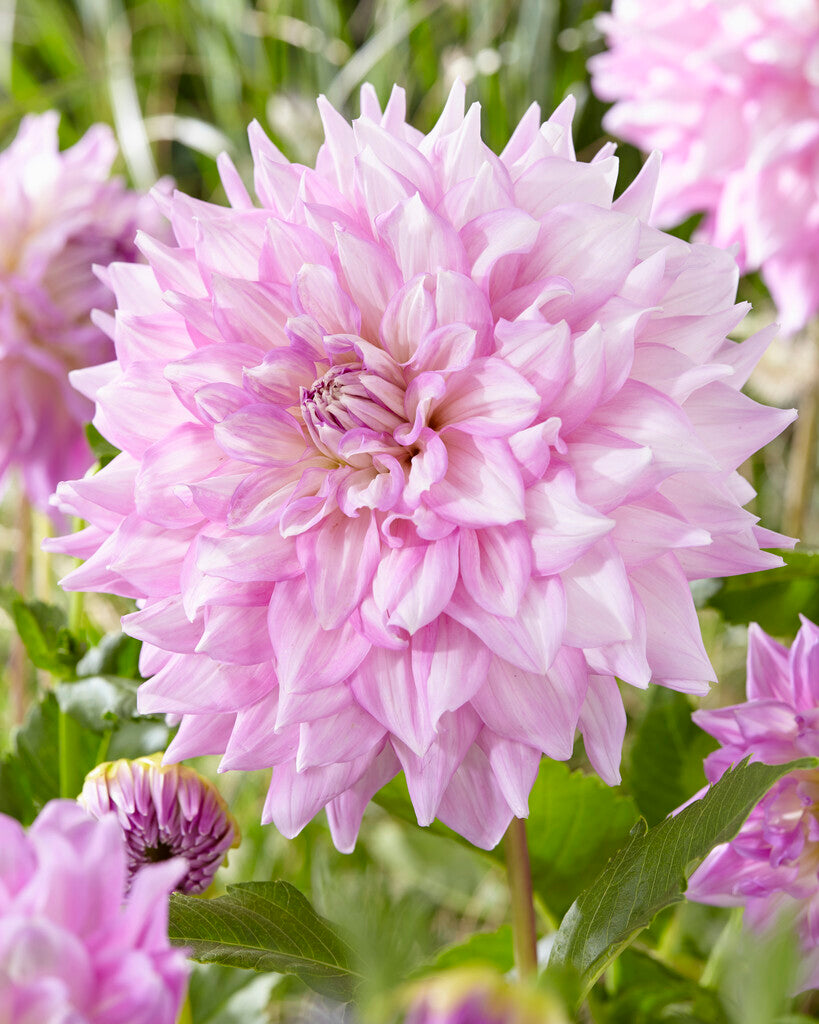 Dahlia Dekorativ Almand's Joy 1-pack